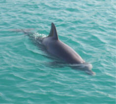 dolphin